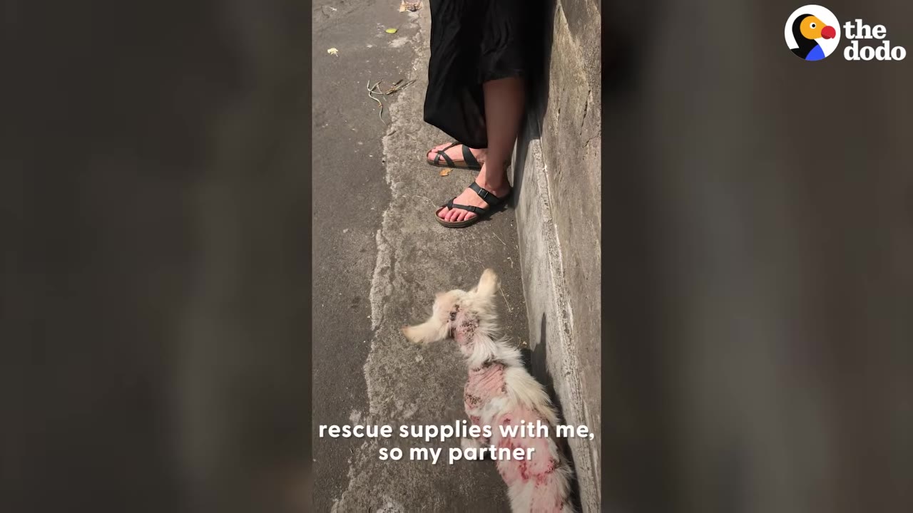 A person wearing sandals standing beside a small dog with severe skin hair loss along a concrete wall.