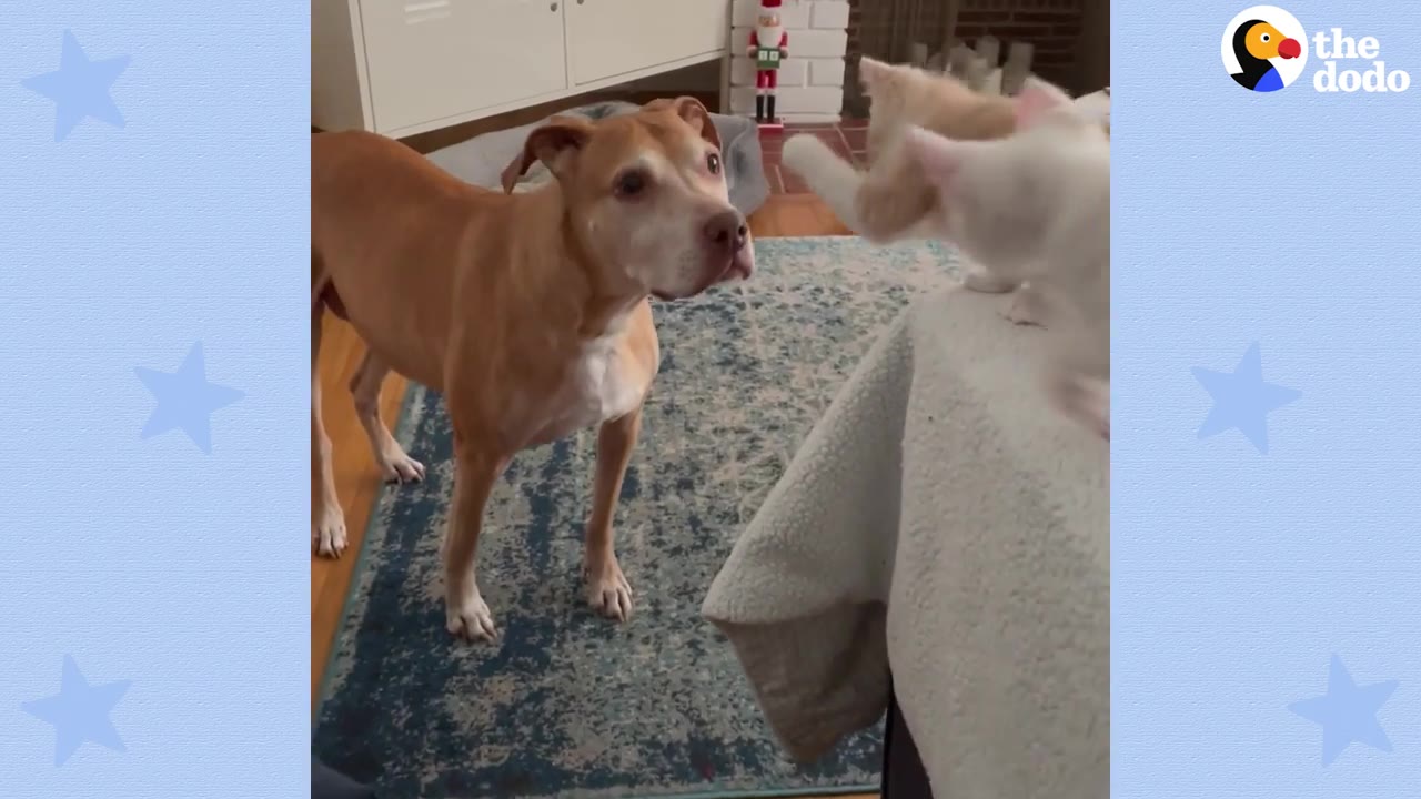 A tan pit bull dog standing on a blue rug and looking gently at small kittens on a covered couch.