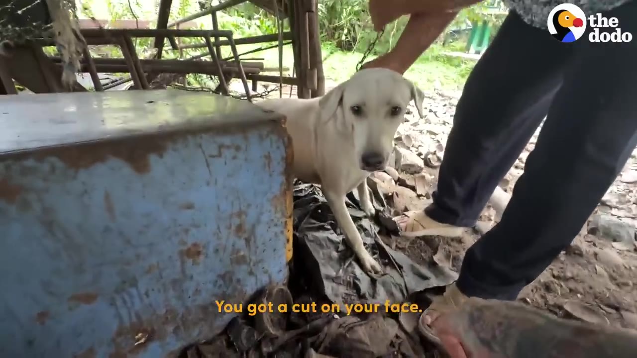 A light-colored dog stands cautiously next to a blue metal container as a rescuer gently touches her neck.