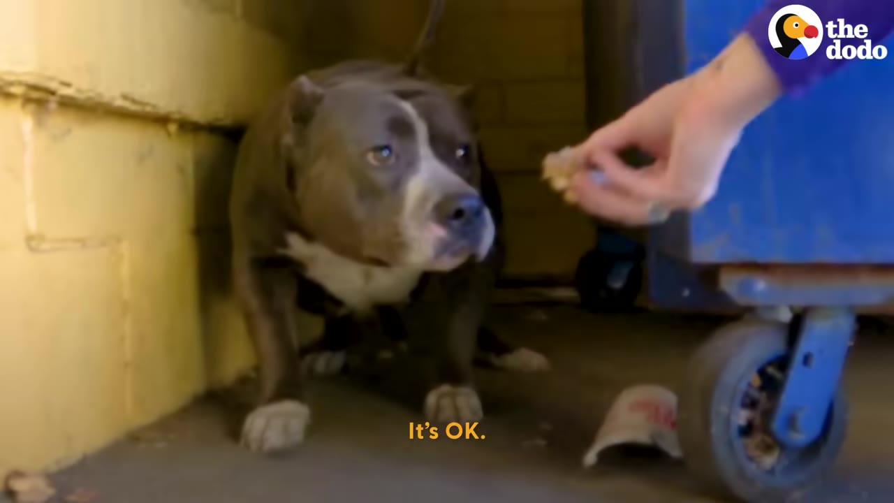 A hand gently reaches out with a treat toward a frightened pit bull cowering in a narrow space next to a blue dumpster, with the subtitle 'It's OK.'