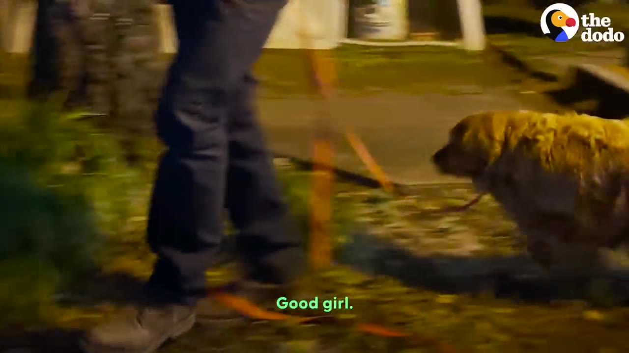 A golden retriever walking on a leash outdoors at night alongside a person.