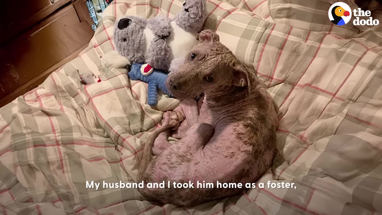A hairless, scabby dog curled up on a plaid blanket next to stuffed toys, looking up with wide, sad eyes.