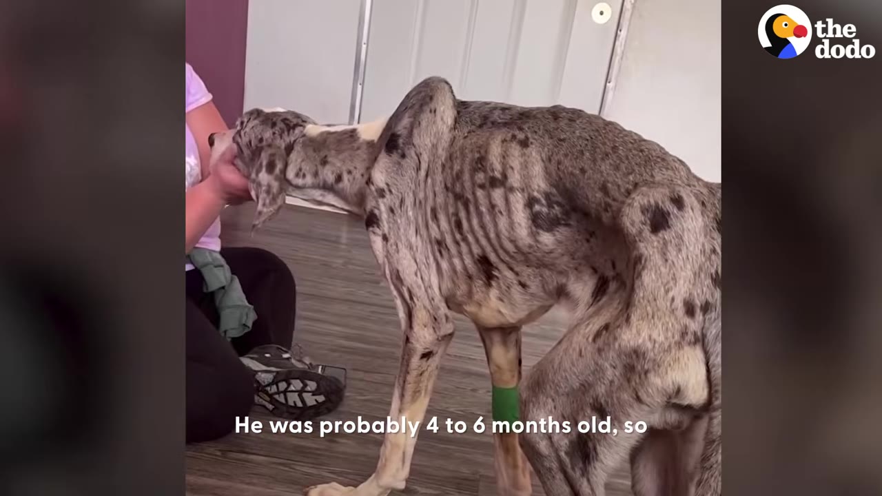 A thin merle puppy standing indoors while a person sitting on the floor gently holds his face.