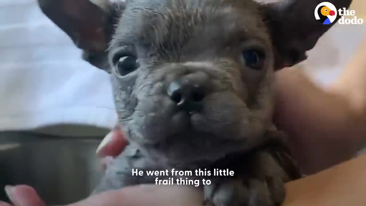 A close-up shot of a tiny grey French bulldog puppy being held gently in a person's hands, looking directly toward the camera.