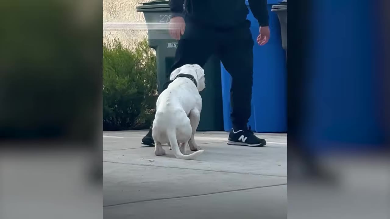 A white dog sitting on a paved driveway in front of a person standing near trash bins.