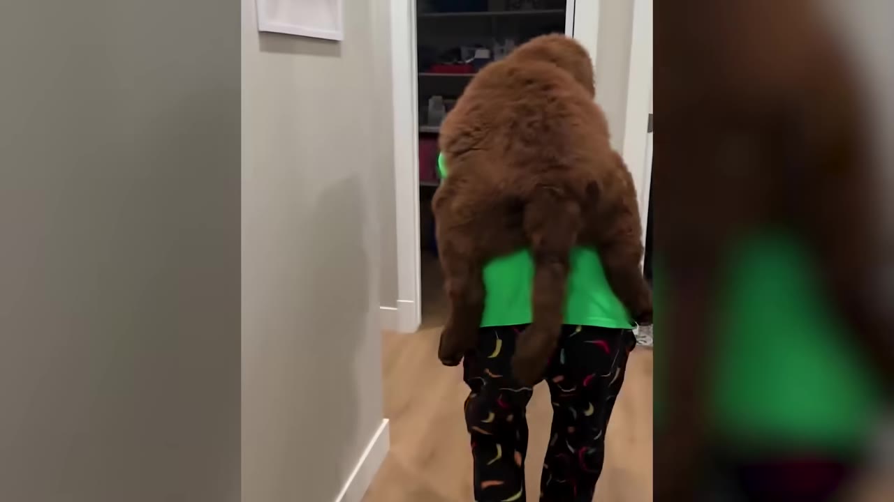 A person in a green shirt carrying a large, fluffy brown Newfoundland dog over their shoulder in a hallway.