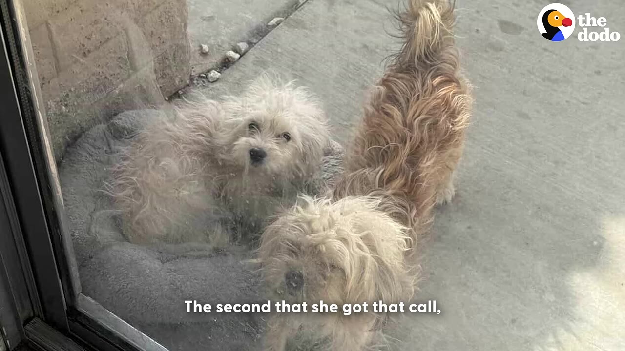 Two small, scruffy dogs look out through a glass door, with one sitting in a grey pet bed.