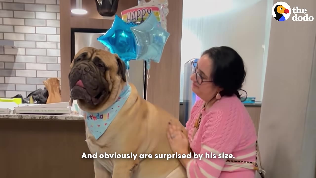 A large, muscular tan mastiff dog wearing a blue birthday bandana sits next to a woman in a pink sweater who is petting him.