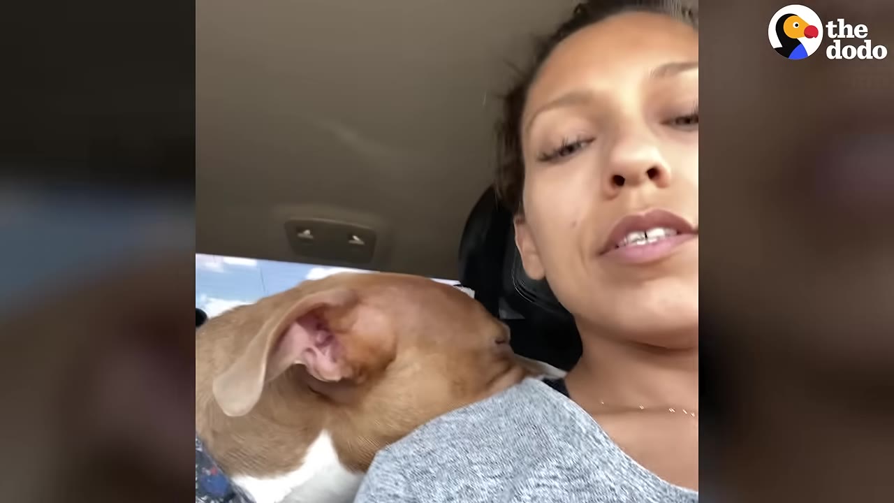 A brown and white dog rests its head gently on a woman's shoulder inside a car.
