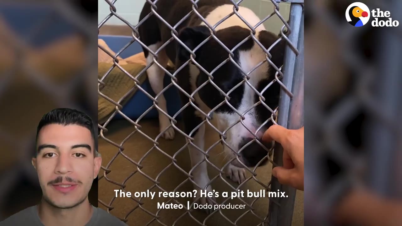 A black and white dog standing inside a chain-link shelter kennel near a hand reaching through the fence.