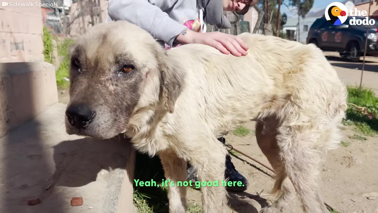A gentle hand pets a thin light-colored dog standing outdoors with a somber expression on his face.
