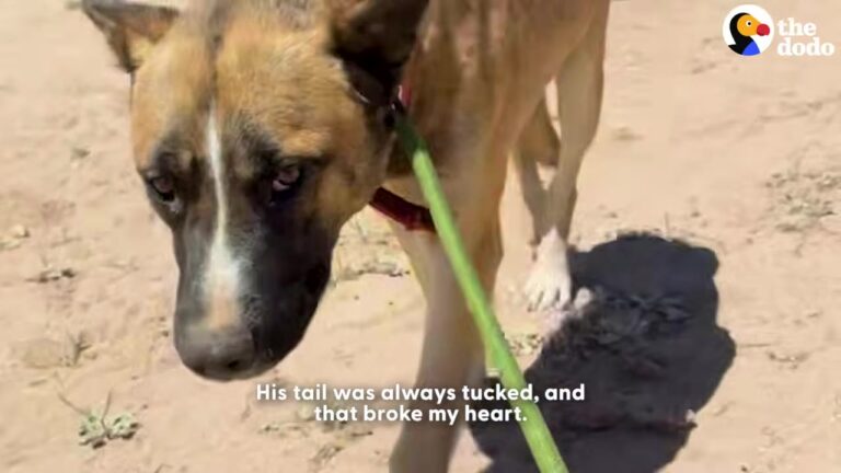 California Foster Mom Made A Promise To A Terrified Stray Who Couldn’t Even Untuck His Tail