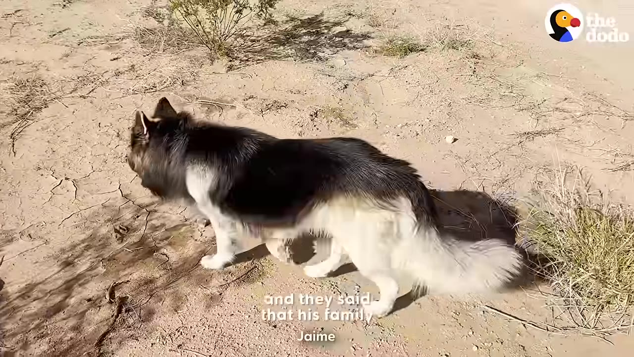 A fluffy black and white dog walks across dry, cracked desert ground.