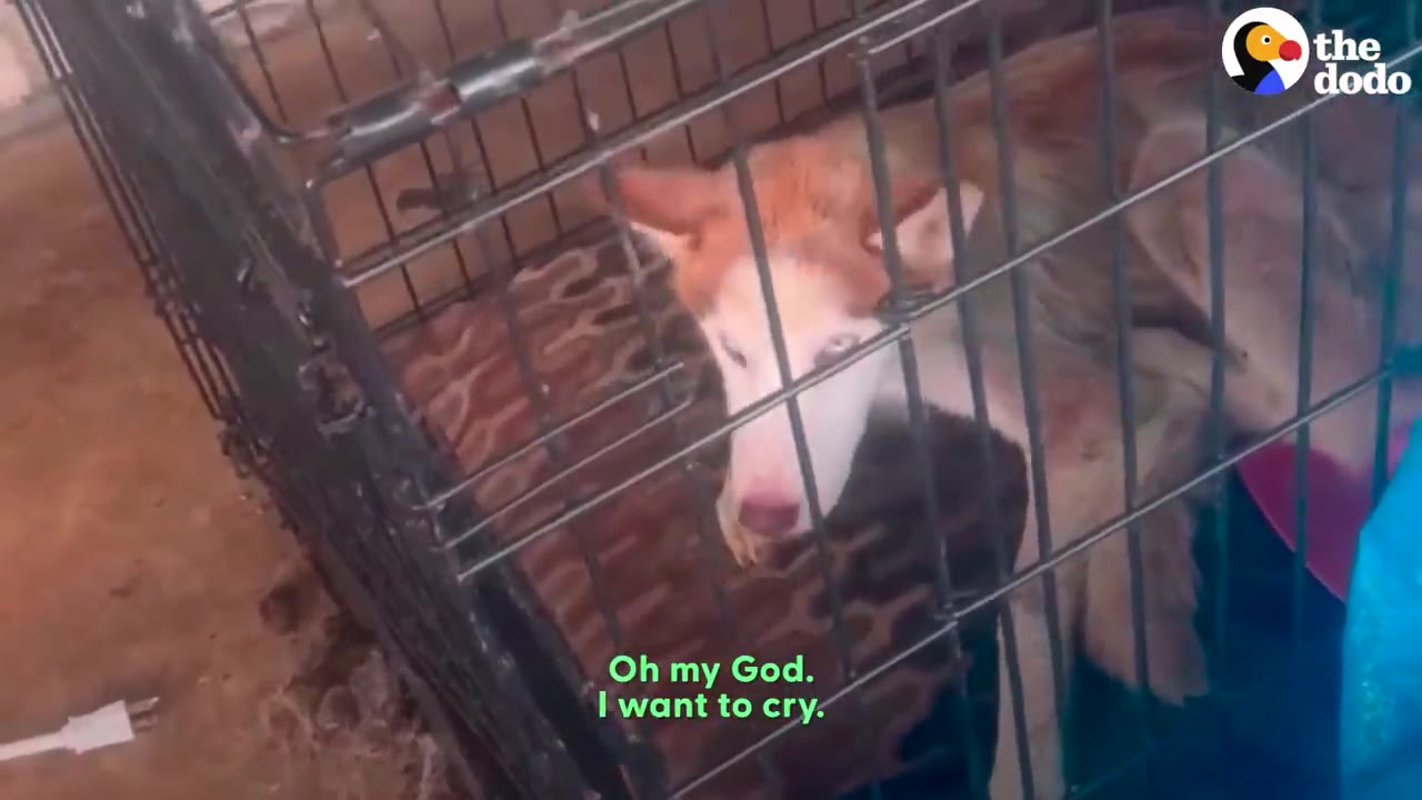 A brown and white husky looks out from inside a wire crate with subtitles reading 'Oh my God. I want to cry.'
