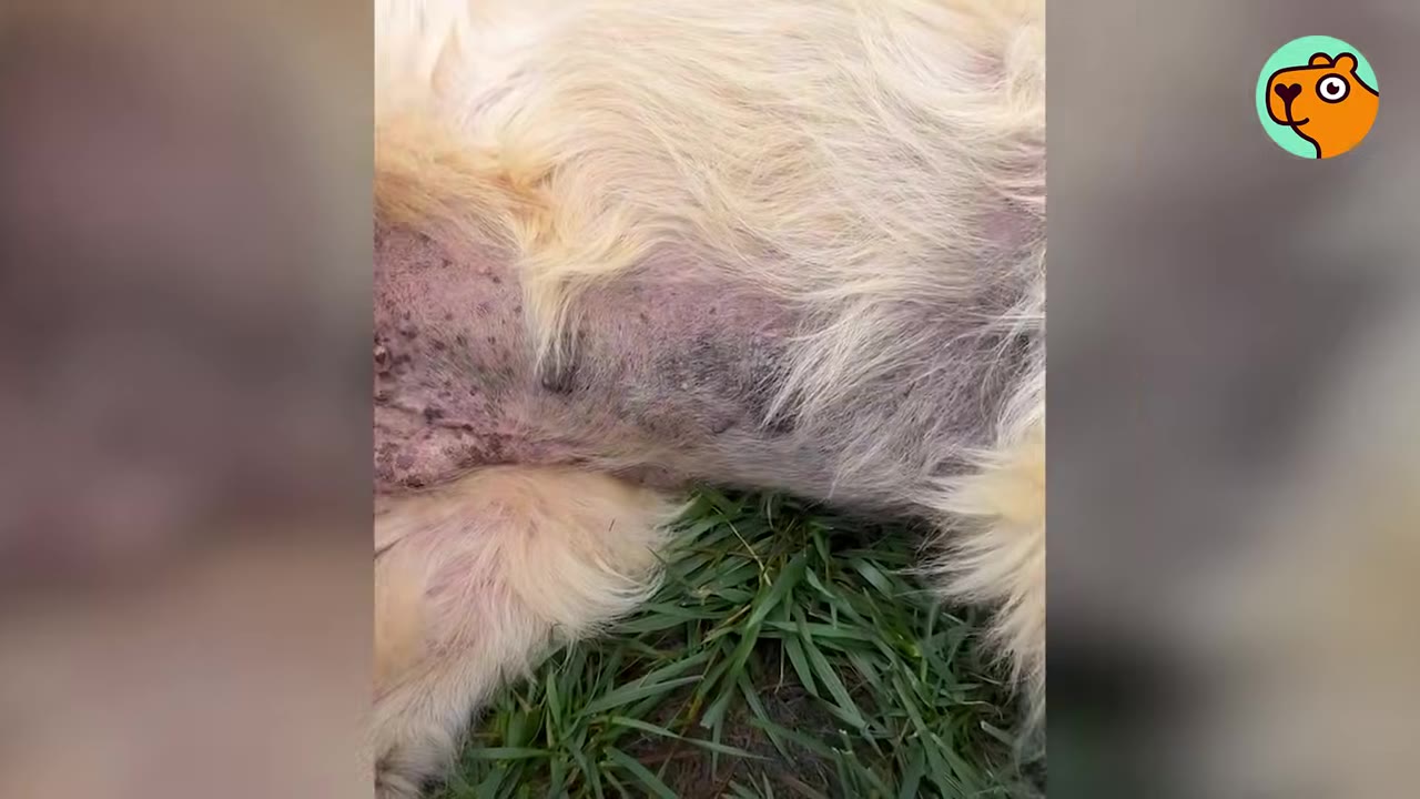 A close-up view of a dog's torso resting on grass, showing severe hair loss and irritated skin.
