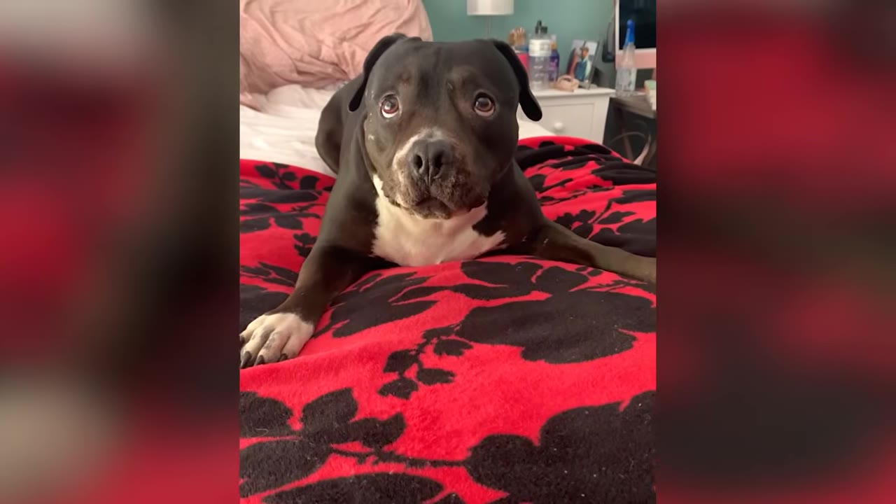 A black and white pit bull dog lying on a red floral blanket on a bed, looking up with wide, gentle eyes.