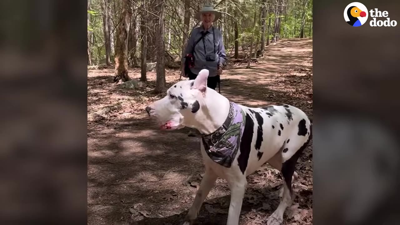 A large black and white Great Dane wearing a bandana walks along a dirt trail in the woods while a woman in a hat walks behind him.