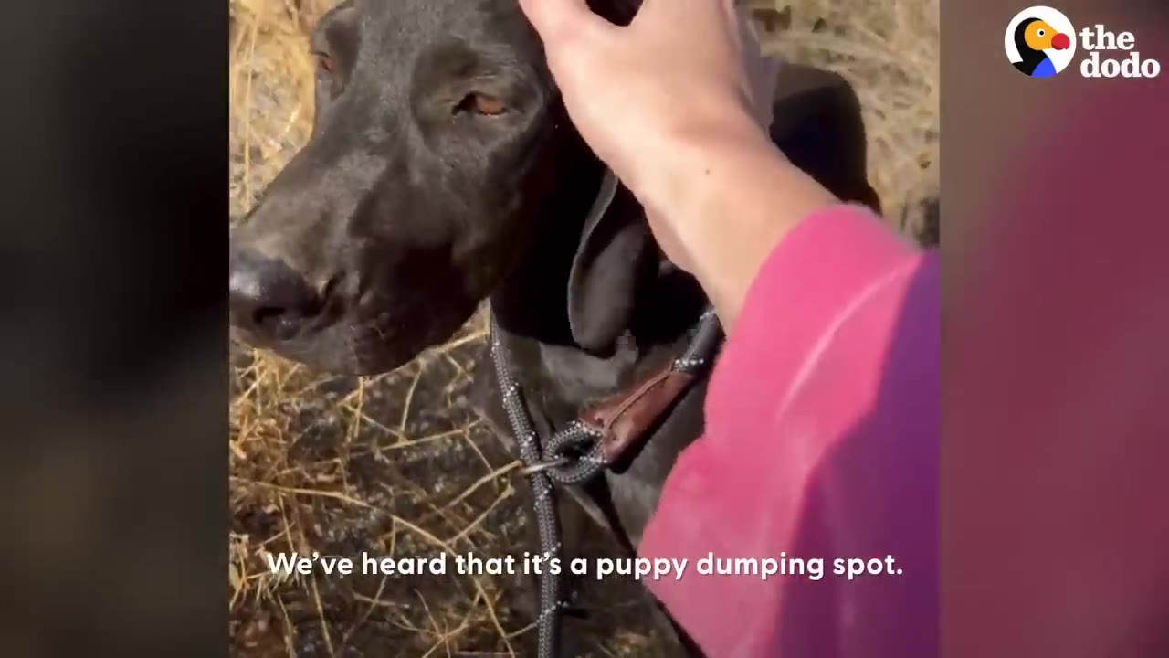 A hand gently petting a black dog outdoors in dry grass.