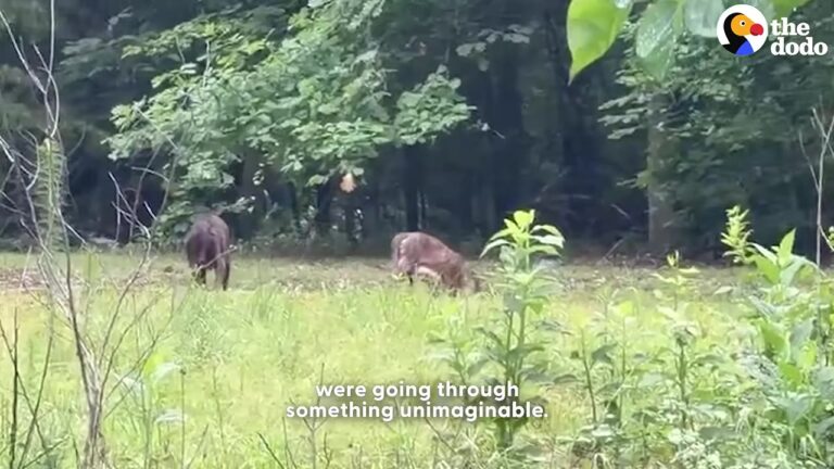 Two Mama Dogs Are Dumped Beside Active Railroad Tracks In Georgia And Refuse To Leave Each Other’s Side