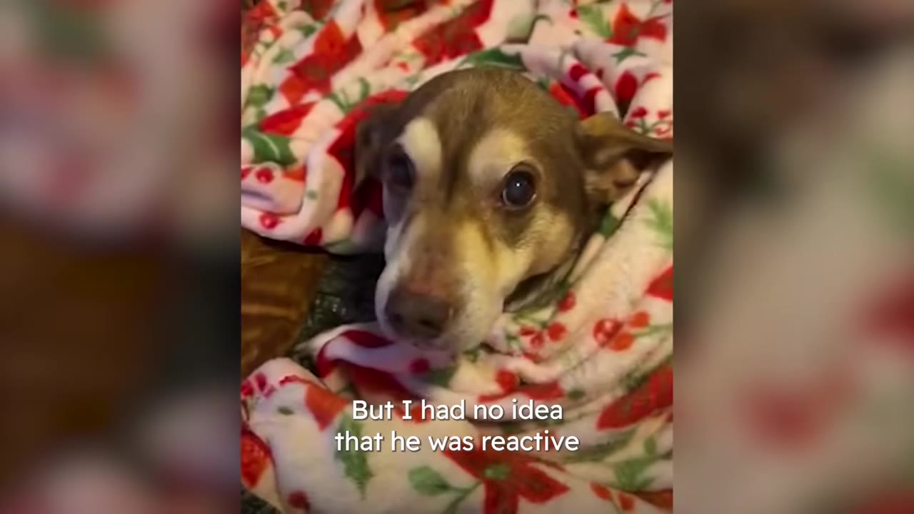A close-up of a small brown and tan dog wrapped in a patterned blanket looking up with large eyes.