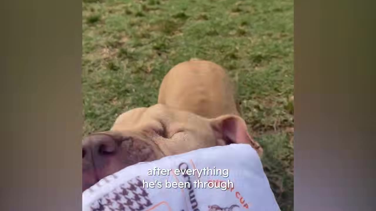 A close-up of a tan dog resting its head on a white patterned pillow outdoors on the grass, with its eyes closed gently.