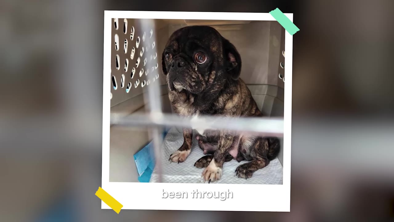 A brindle pug mix dog sitting inside a pet crate looking anxious, displayed in a photo frame.