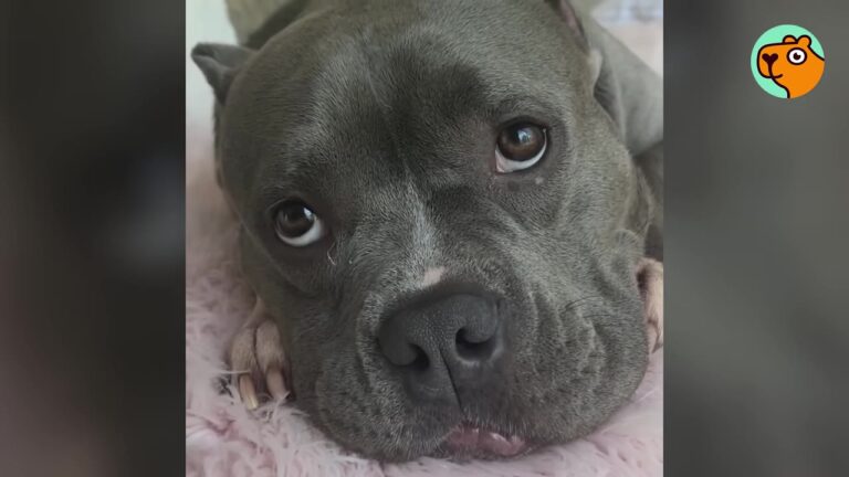 Virginia Woman Brings Home A Traumatized Young Dog, But Her First Move Inside The House Breaks Her Heart