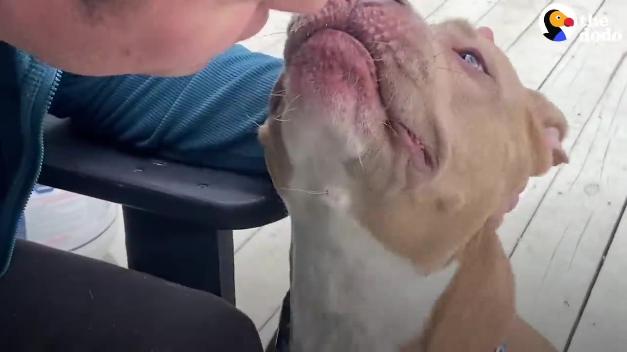 A close-up of a tan pit bull dog looking up towards a person leaning near her face.