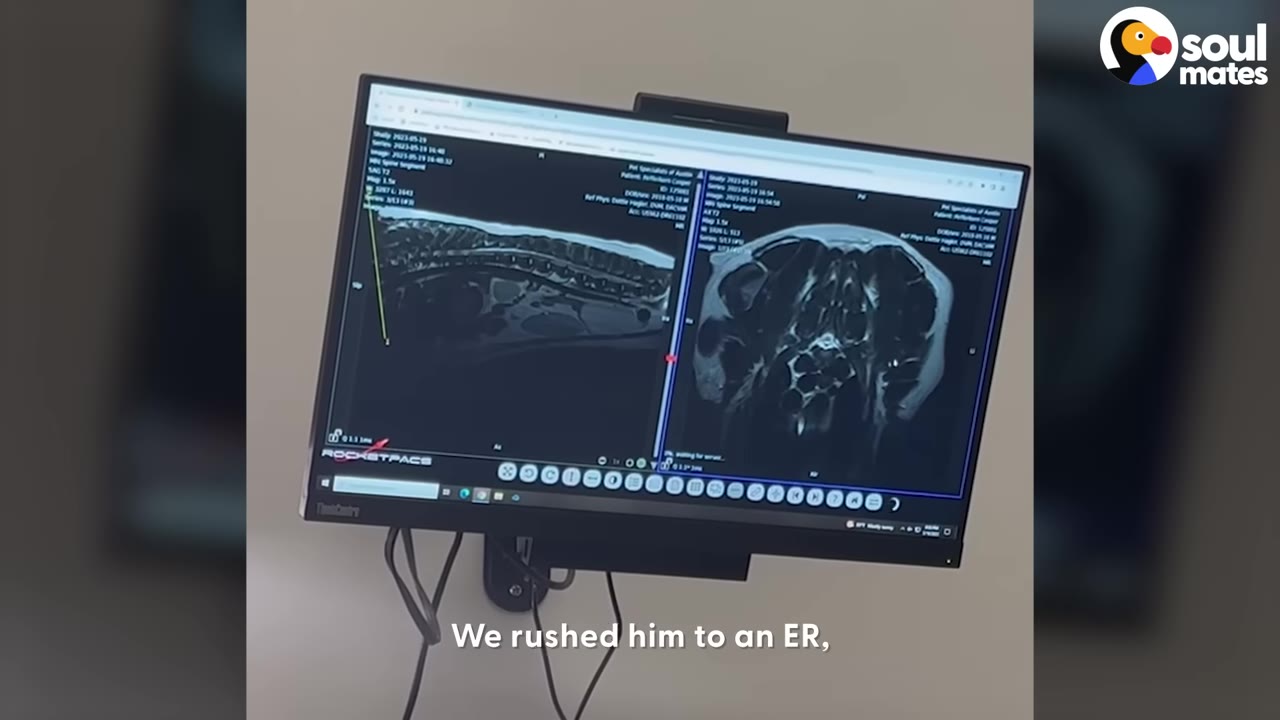 A computer monitor in a medical clinic displaying spinal MRI scans of a dog.