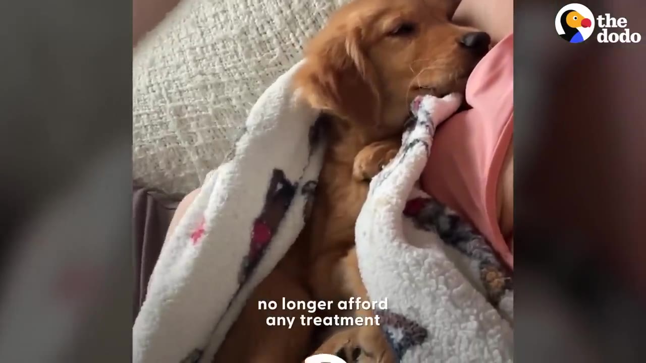 A small golden puppy wrapped in a blanket rests against a person.