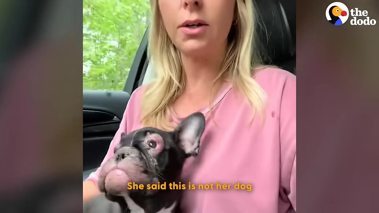 A woman in a pink shirt holds a small black and white French bulldog puppy in a car, showing visible redness and hair loss around the puppy's eye.