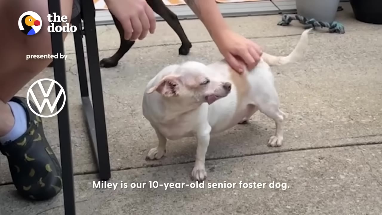 A small white and tan senior chihuahua mix standing outside while receiving a gentle pat on her back.