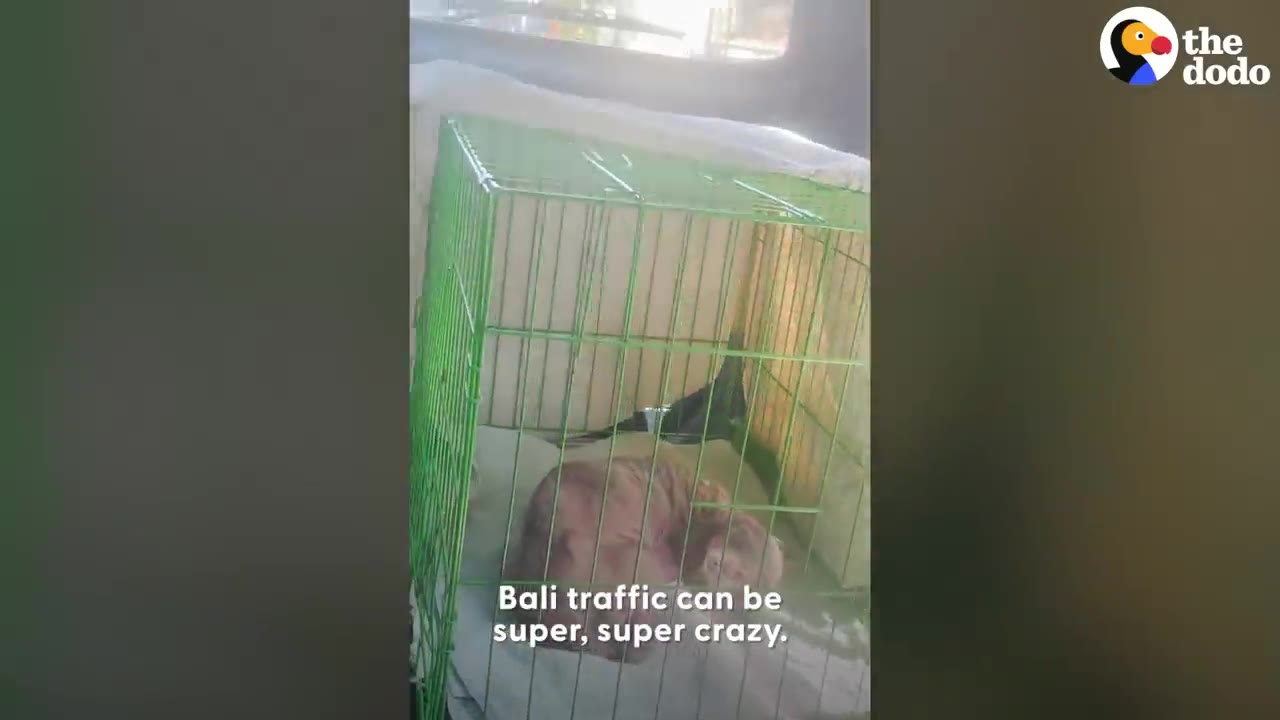 A small dog rests inside a green wire crate sitting on a car seat during transport.
