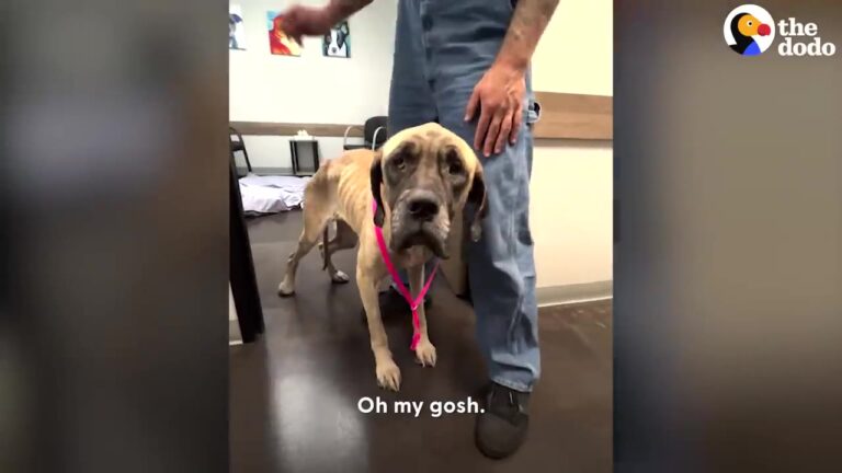 Oregon Dog Was So Skinny She Could Barely Walk, Then Two Years Later Her Rescuer Could Hardly Recognize Her