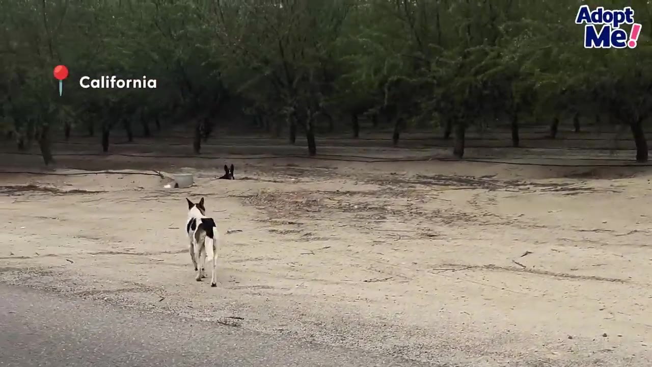 A black and white dog walking across open dirt toward another dark dog peeking out from a hole in the orchard ground.