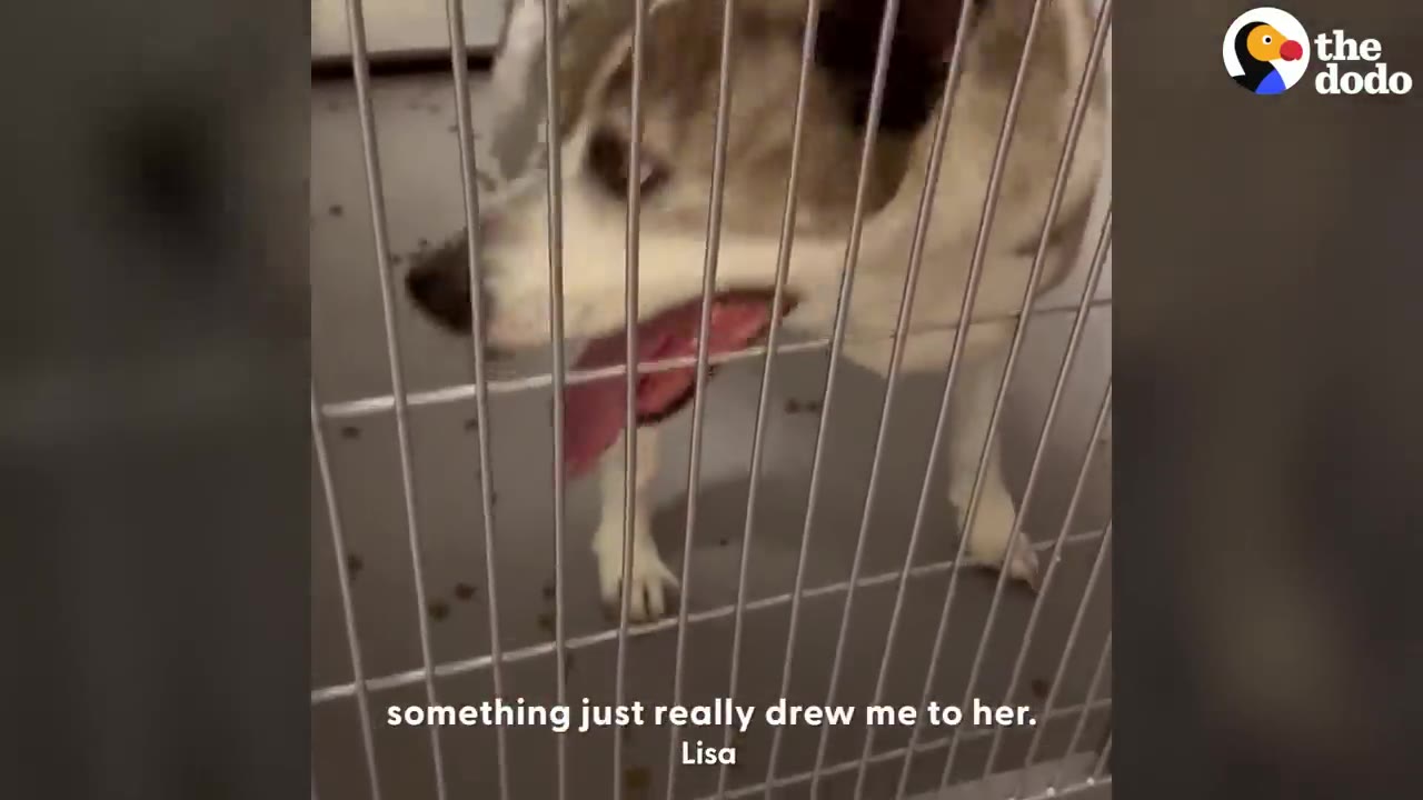 A dog standing inside a metal cage at a rescue shelter.