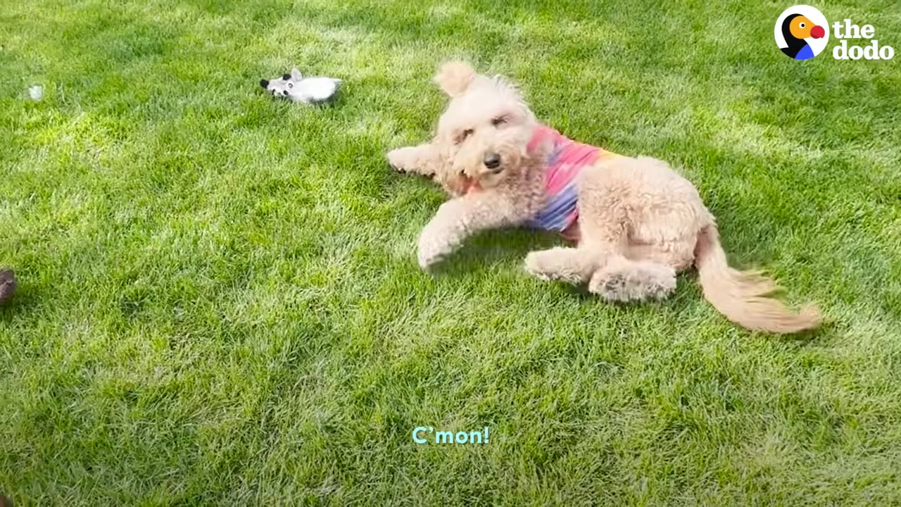 A fluffy dog wearing a colorful shirt lies on green grass in a yard.