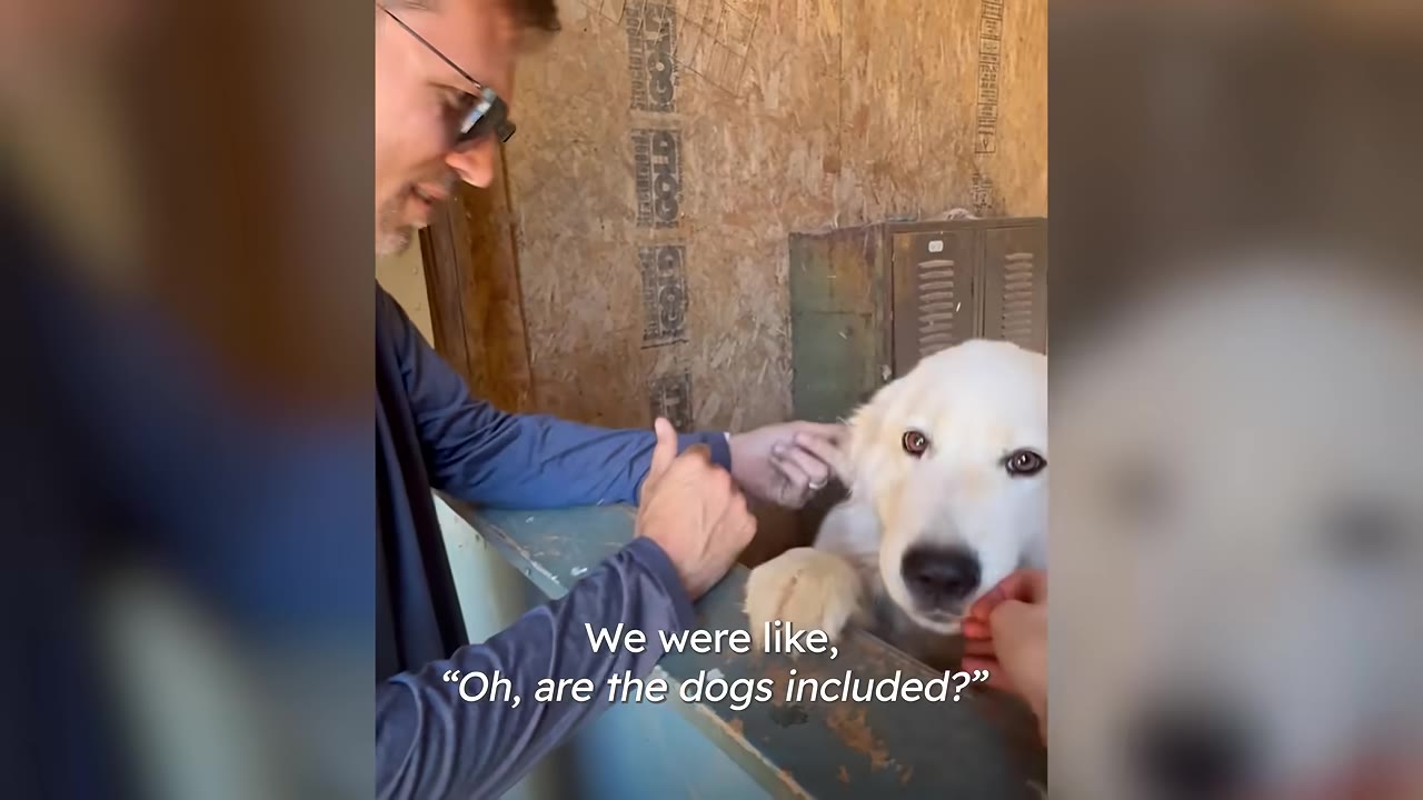 A man in a blue shirt and sunglasses pets a large white dog over a wooden partition, with text overlay reading, "We were like, 'Oh, are the dogs included?'"