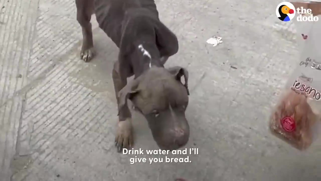 A thin brown dog standing on a paved street looking down at the ground.