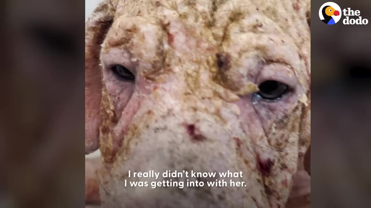 A extreme close-up of a puppy's face showing severe skin irritation and mange.