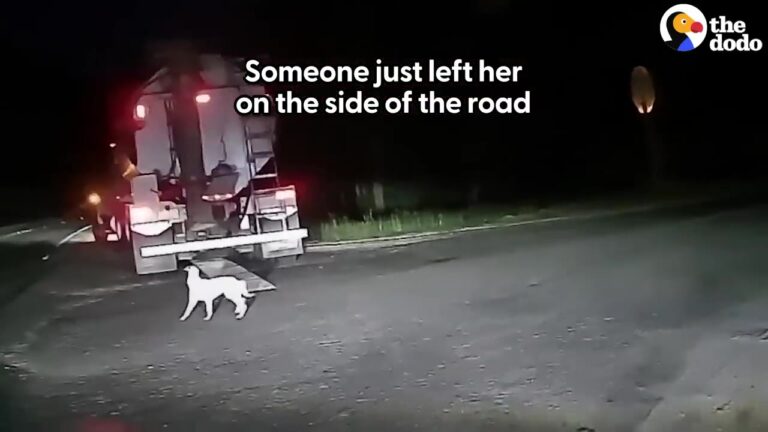 Texas Dog Wandering In Circles Jumps Into A Stranger’s Truck And Finds The Best Friend She Never Expected