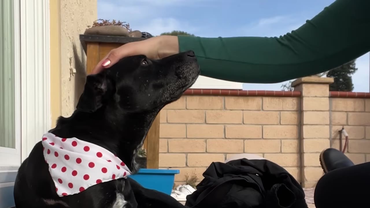 A person gently pets a black dog wearing a red-and-white polka-dot bandana on its head.