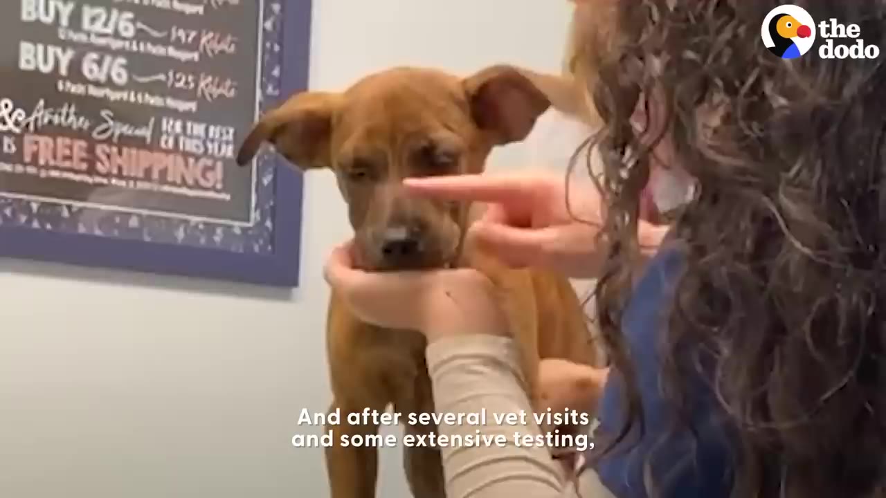 A brown dog being gently held and examined by a vet professional.
