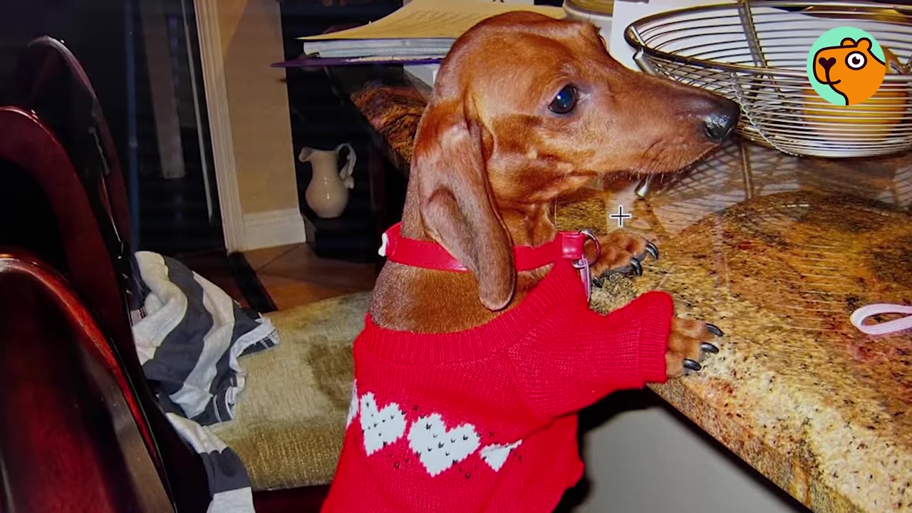 A young dachshund puppy wearing a red sweater with white hearts resting its paws on a kitchen counter.