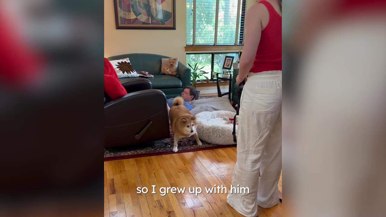 A Shiba Inu dog stands in a living room near its owners, with the subtitle 'so I grew up with him' displayed at the bottom.
