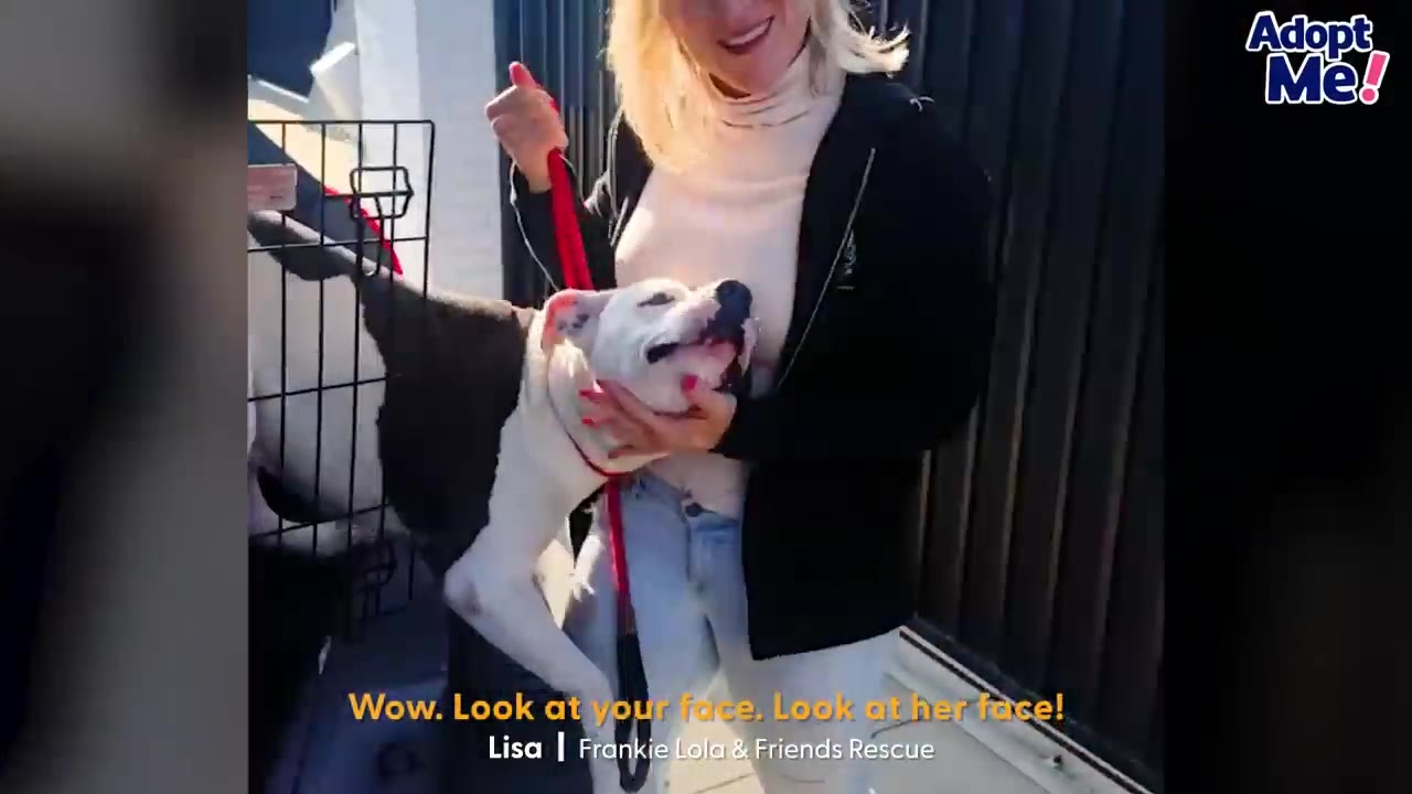 A smiling woman in a black jacket and white top holding and petting a white pit bull-type dog with black markings.
