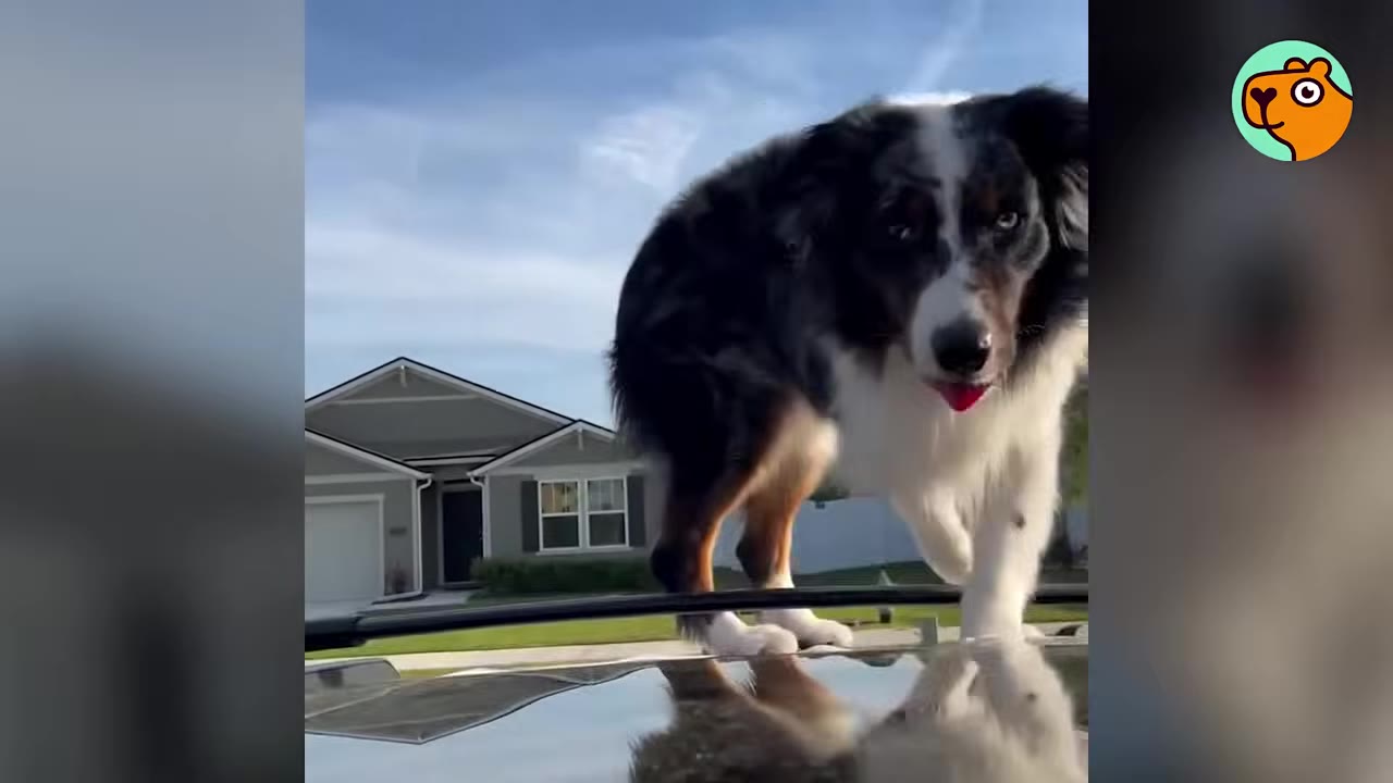 An Australian Shepherd dog standing on top of a car roof in front of a suburban home.