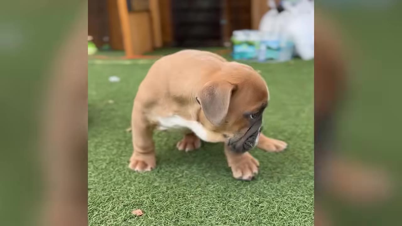 A small brown puppy with a compact, wrinkled body stands on artificial turf outdoors.