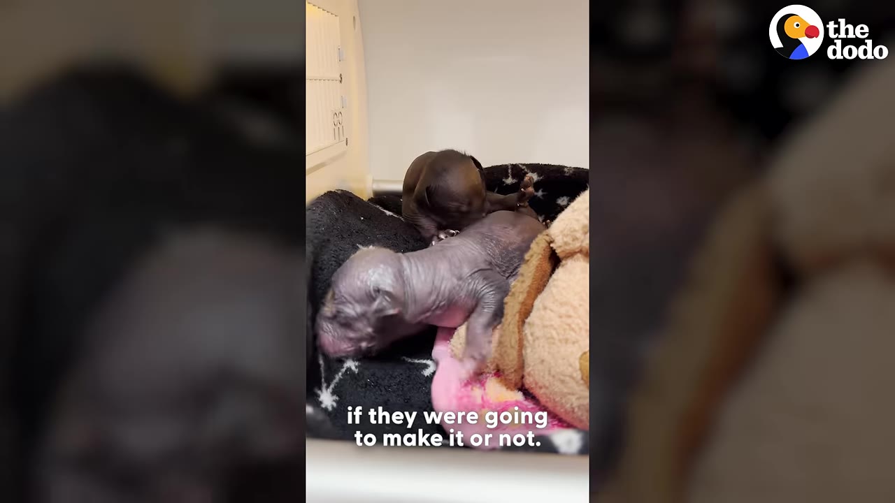 Two tiny, hairless puppies resting together on blankets inside a pet carrier.