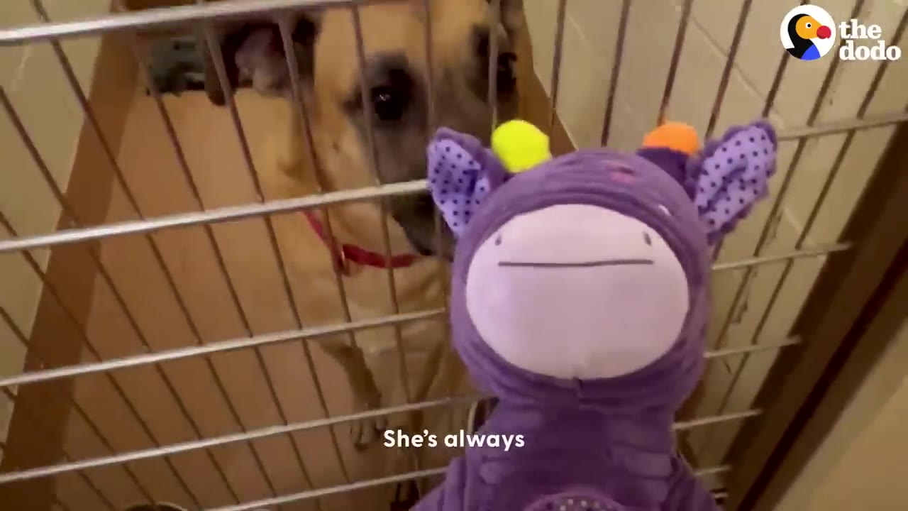 A tan dog looking through a metal crate gate at a purple stuffed animal toy.
